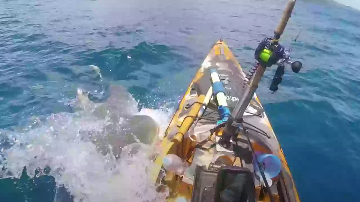 Terrifying GoPro footage shows moment 'man is nearly eaten' by tiger shark